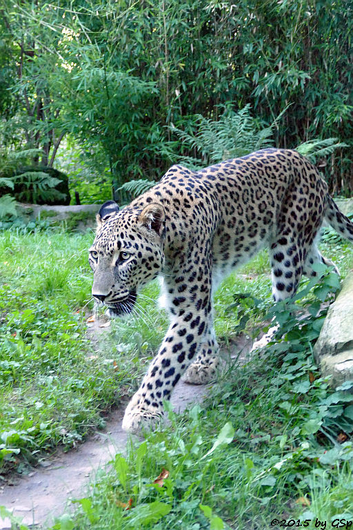 Nordpersischer Leopard (Afghanischer Leopard)