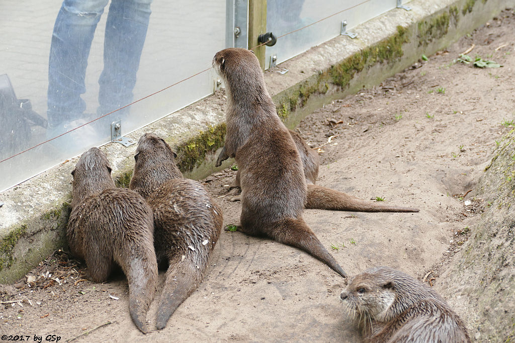 Zwergotter (Kurzkrallenotter)