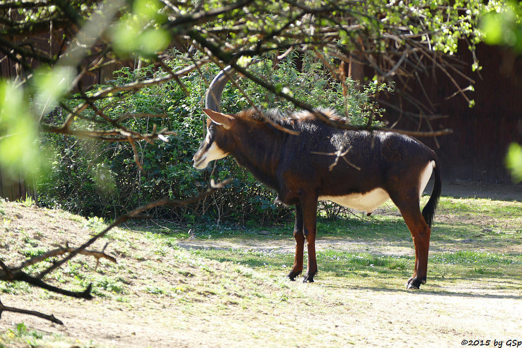 Rappenantilope