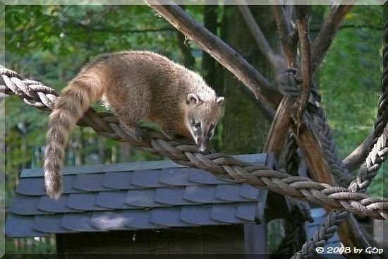 Nasenbär