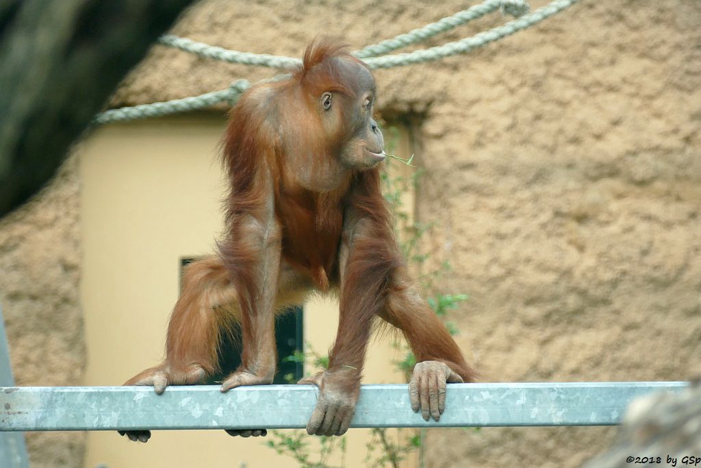 Sumatra-Orang-Utan SAYANG