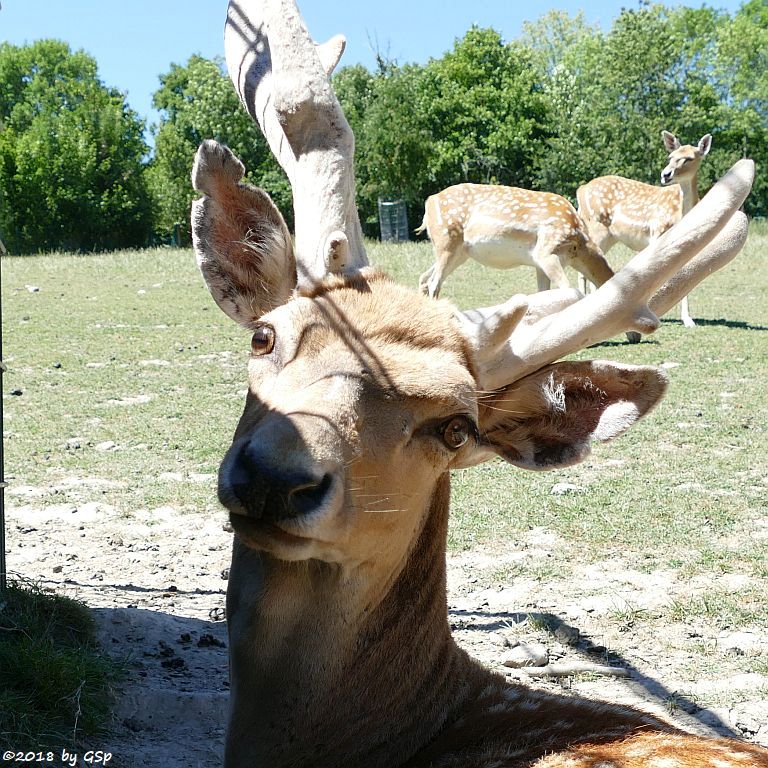 Mesopotamischer Damhirsch