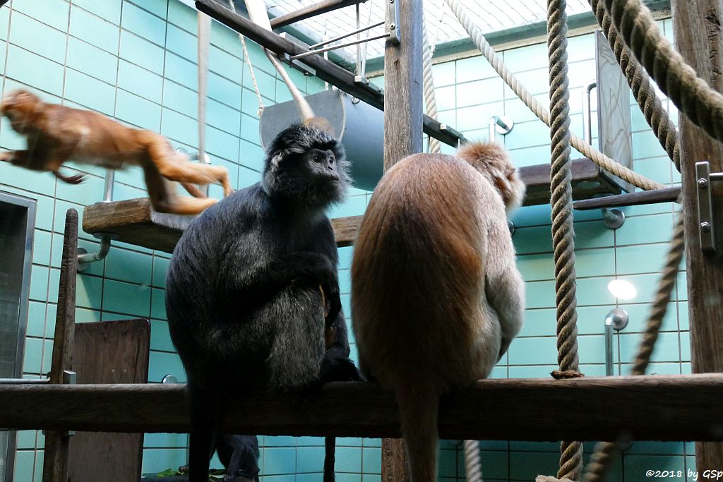 Schwarzer Haubenlangur (Javanischer Haubenlangur, Budeng)