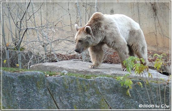 Syrischer Braunbär