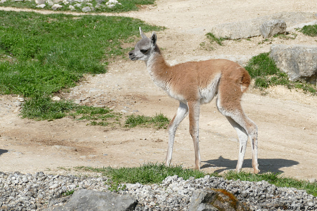 Guanako