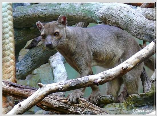 Fossa