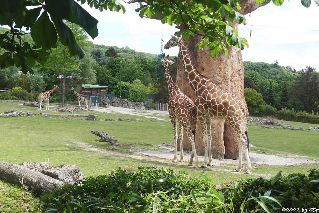 Rothschildgiraffe (Uganda-Giraffe, Baringo-Giraffe), Netzgiraffe