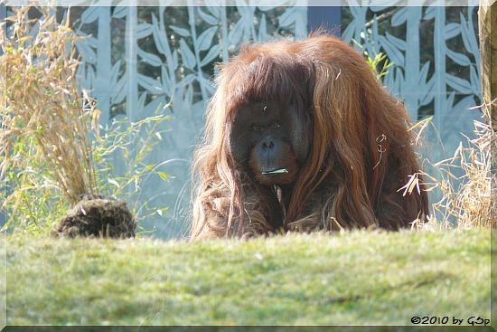 Sumatra-Orang-Utan VLADIMIR