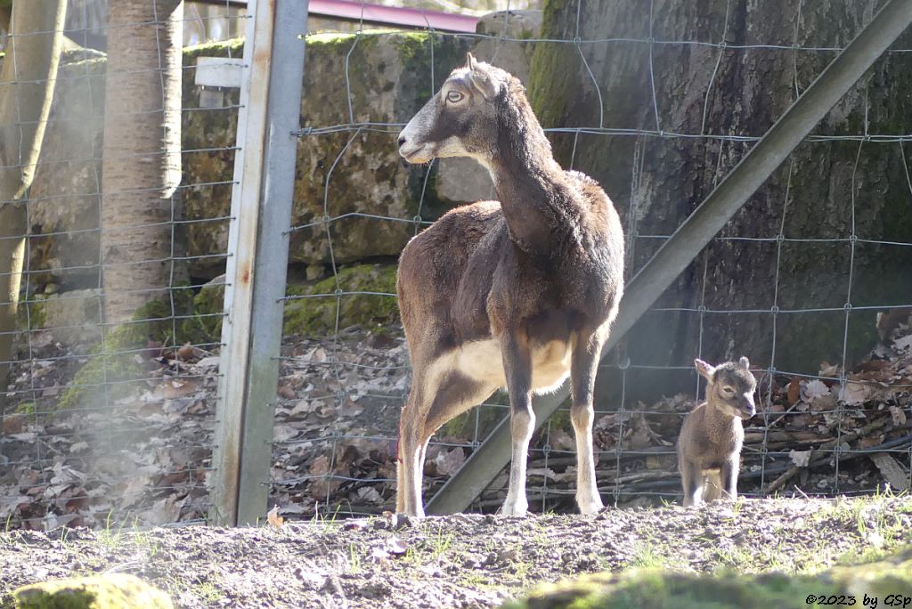 Europäischer Mufflon (Tyrrhenischer Mufflon, Europäisches Wildschaf)