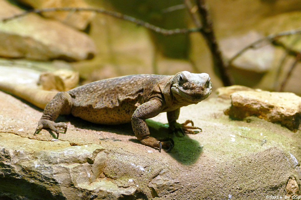 Chuckwalla