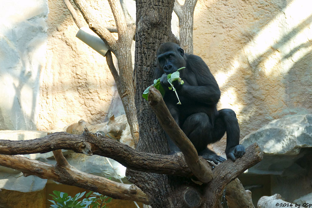 Flachlandgorilla