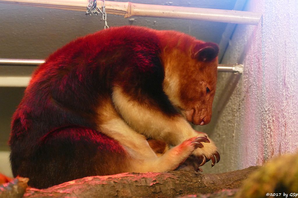 Timboyok-Baumkänguru (Goodfellow-Baumkänguru) mit gut verstecktem Nachwuchs