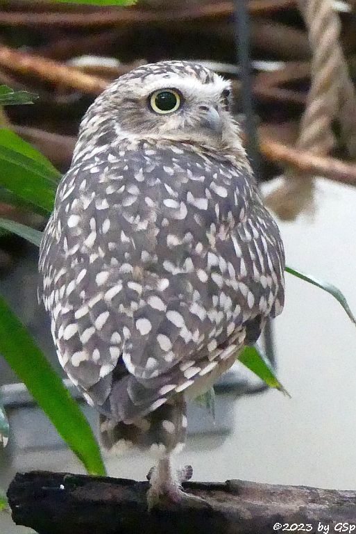 Kaninchenkauz (Kanincheneule)