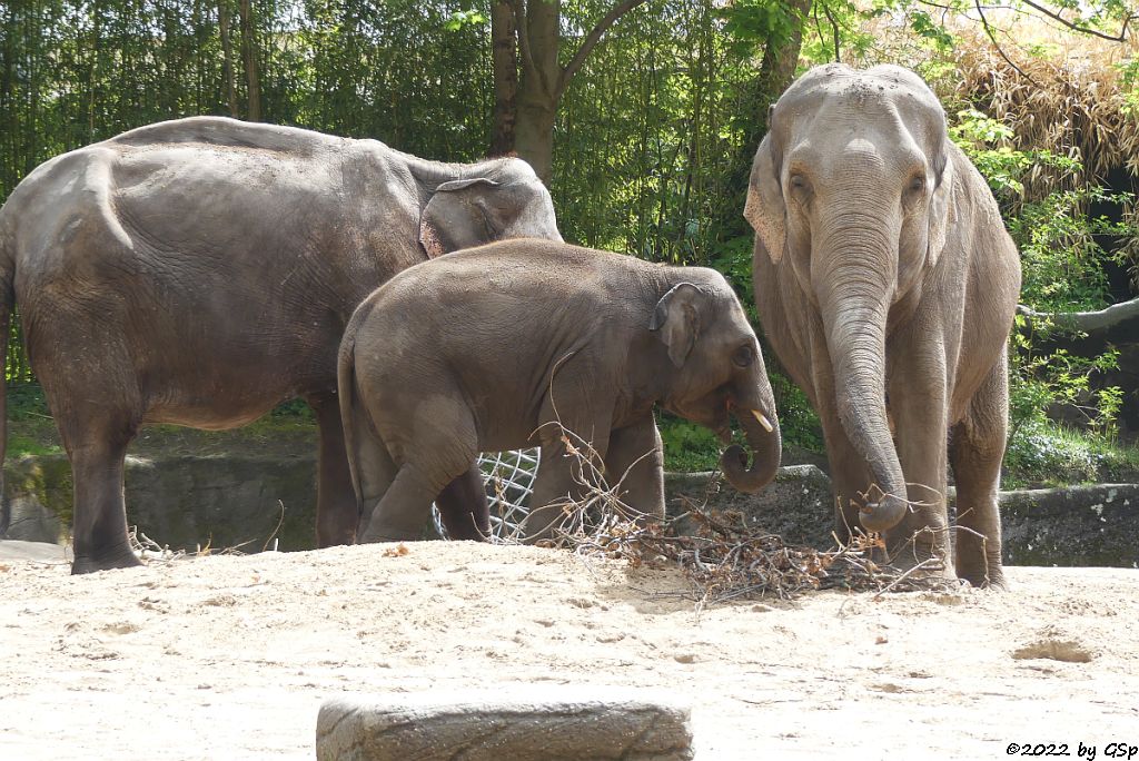 SHANDRA, RAJ, YASHODA