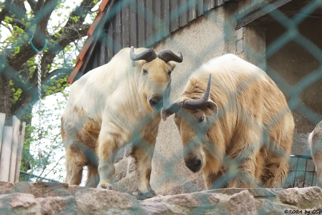 Zoo Halle: Goldtakin