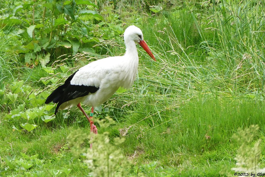 Weißstorch