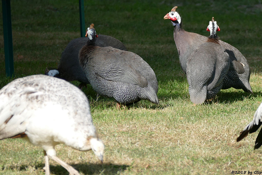 Blauer Pfau, Helmperlhuhn