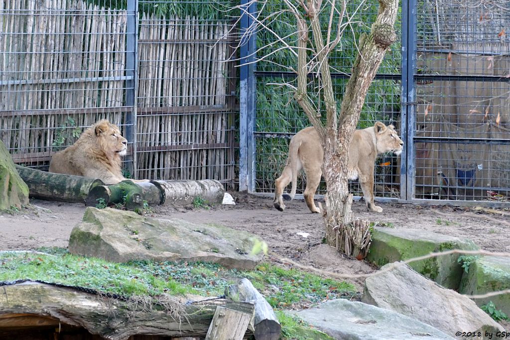 Asiatische Löwen (Indische Löwen) NAVIN und GINA