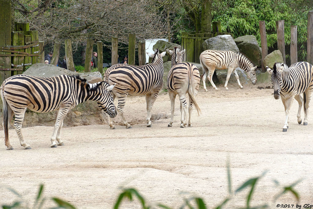 Burchell-Steppenzebra (Damara-Steppenzebra)