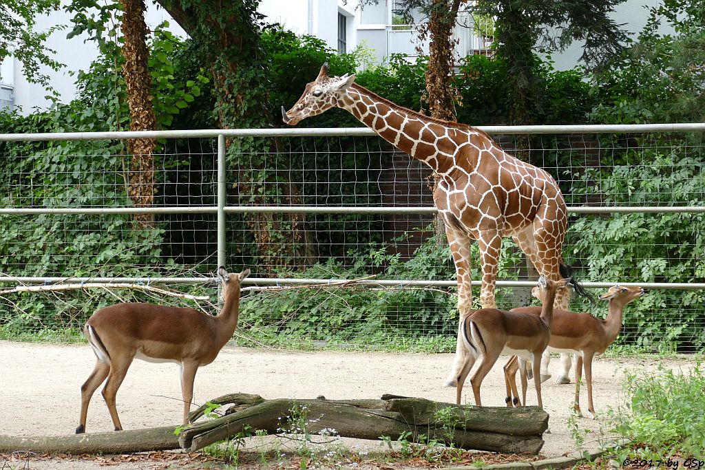 Impala (Schwarzfersenantilope), Netzgiraffe