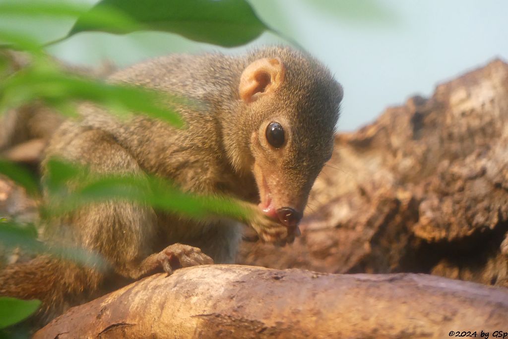 Nördliches Spitzhörnchen (Belanger-Tupaja)