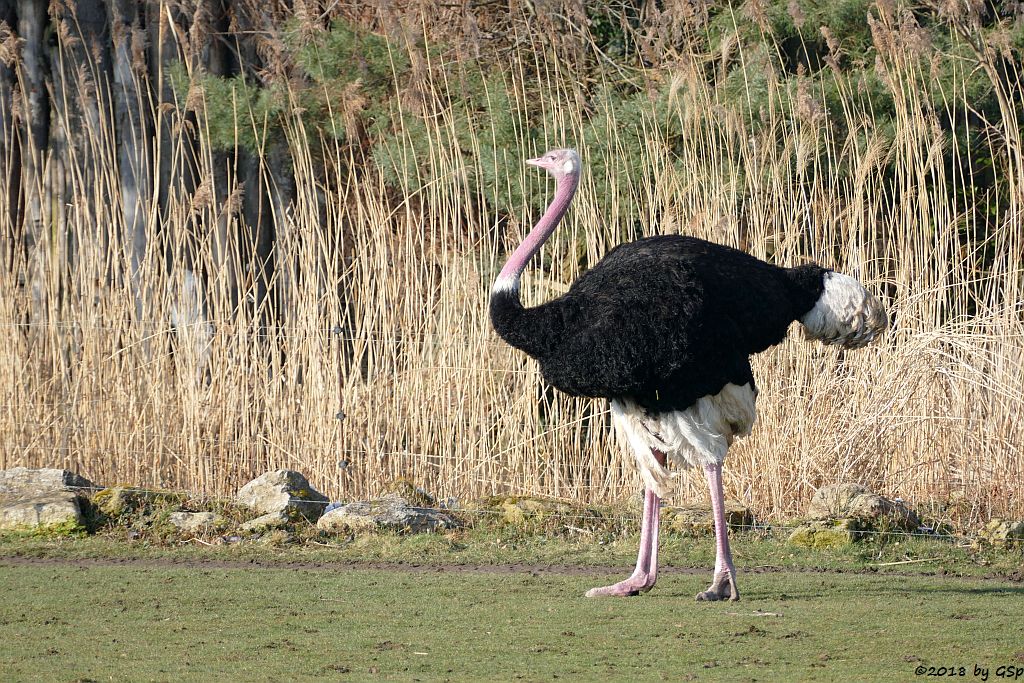 Nordafrikanischer Strauß (Nordafrikanischer Rothalsstrauß)