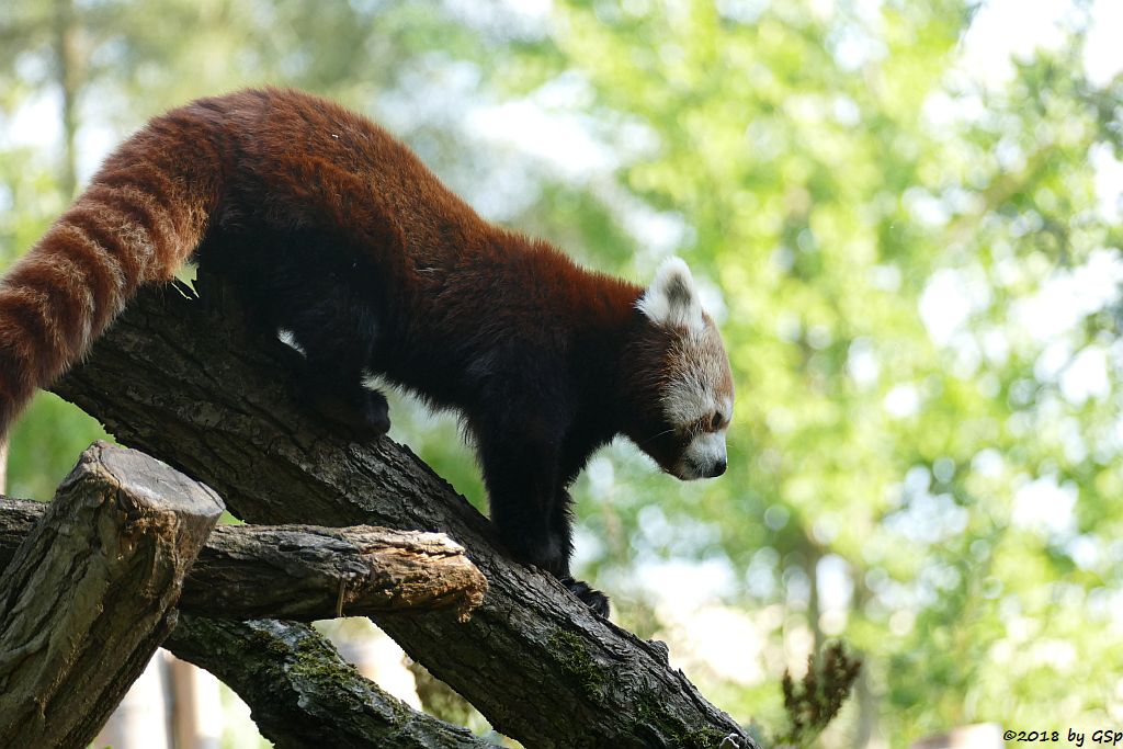 Westlicher Kleiner Panda (Westlicher Katzenbär, Nepalesischer Roter Panda)