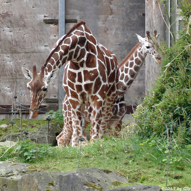 Netzgiraffe