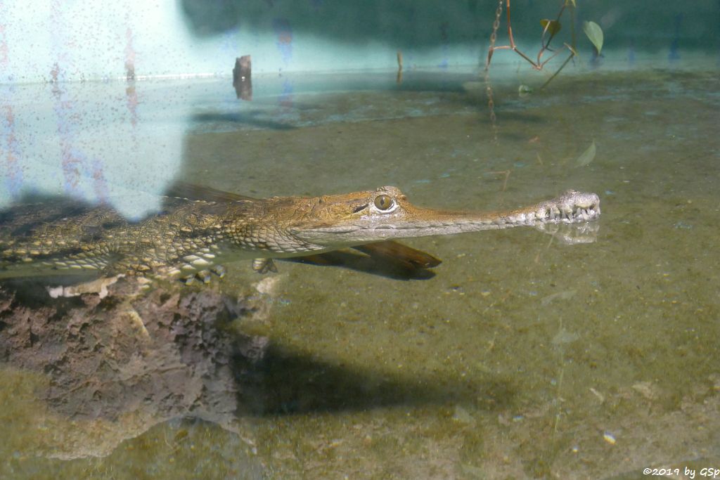 Australisches Süßwasserkrokodil (Johnstonkrokodil)