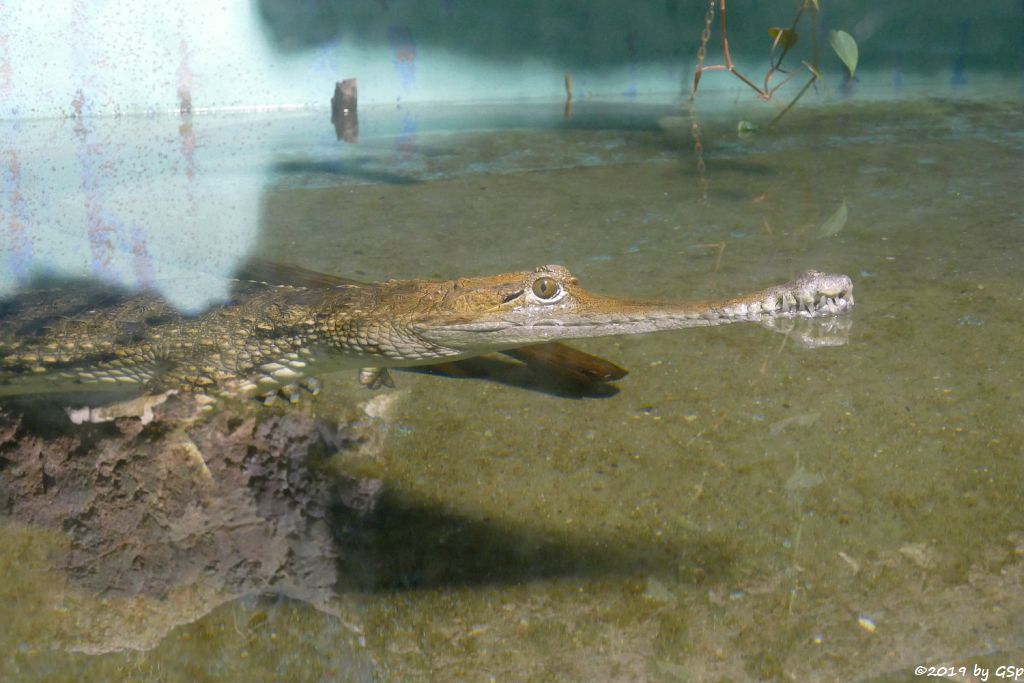 Australisches Süßwasserkrokodil (Johnstonkrokodil)