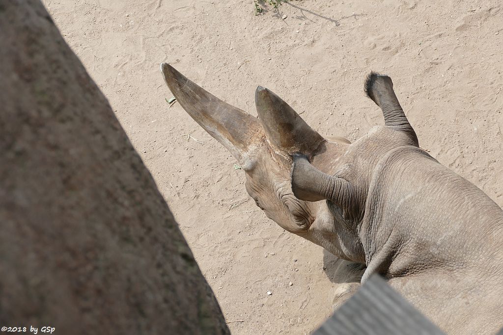 Spitzmaulnashorn (Spitzlippennashorn, Doppelnashorn) SABA