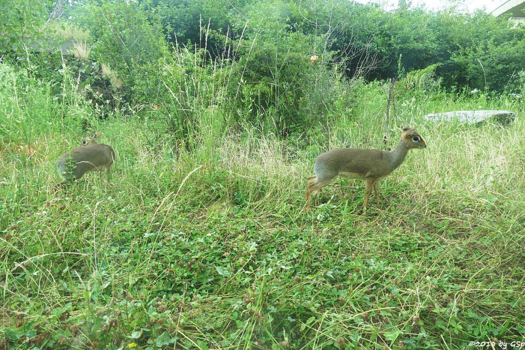 Kirk-Dikdik (Kirk-Rüsseldikdik, Kirks Zwergrüsseldikdik)