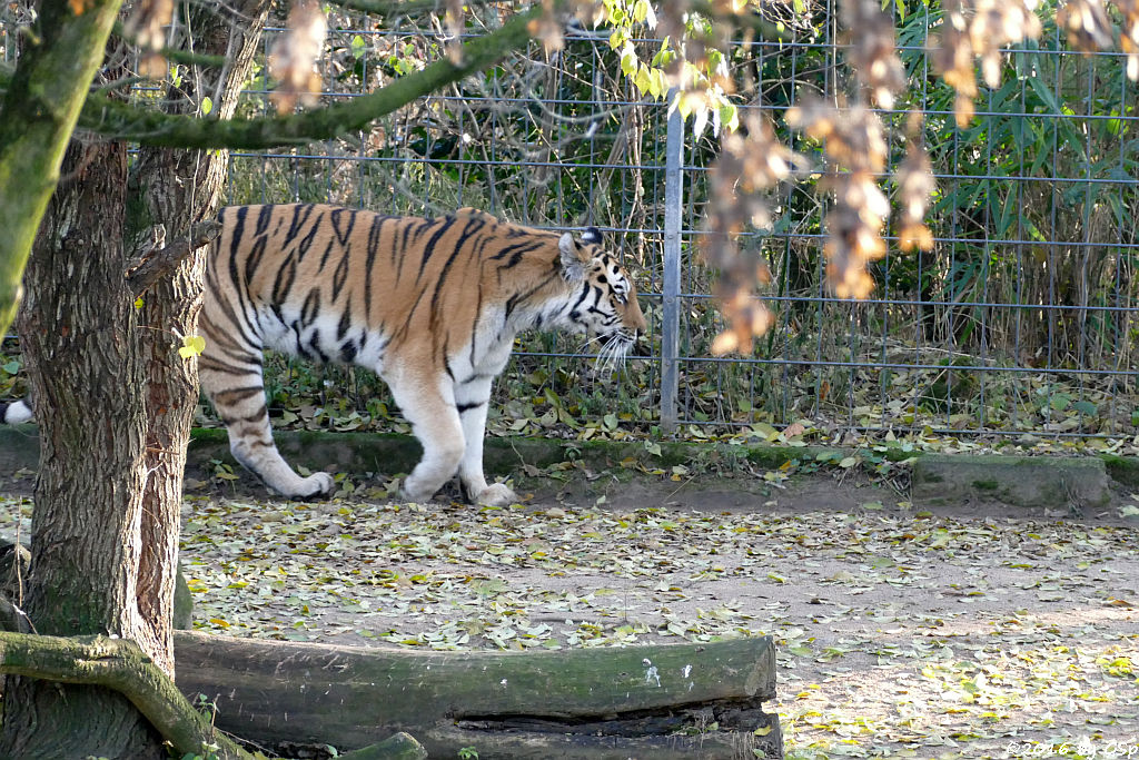 Sibirische Tigerin HANYA