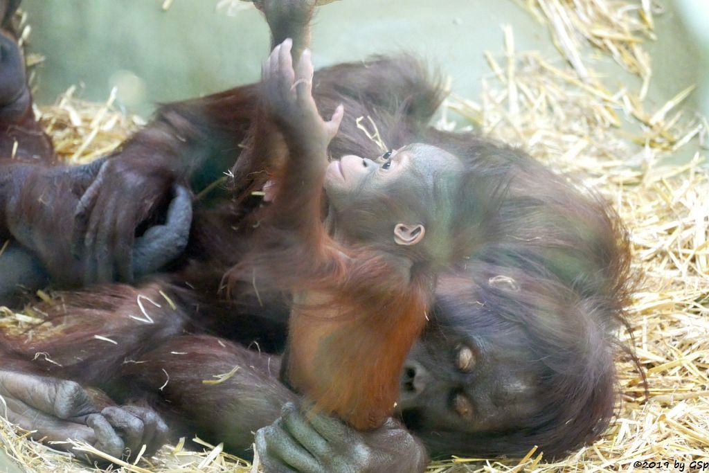 Borneo-Orang-Utan