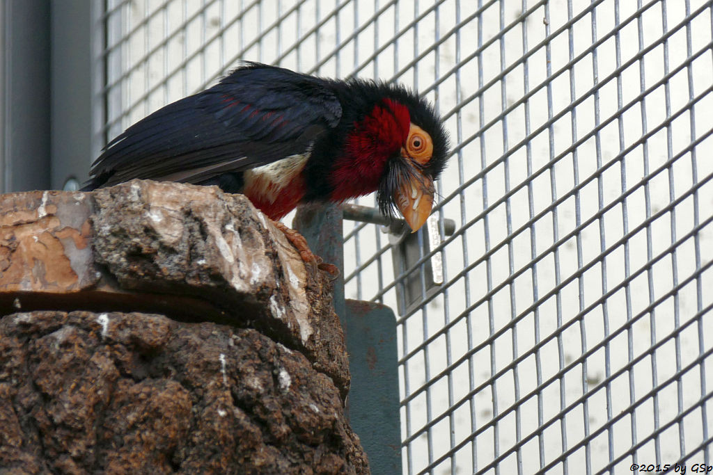 Senegal-Furchenschnabel (Furchenschnabel-Bartvogel)