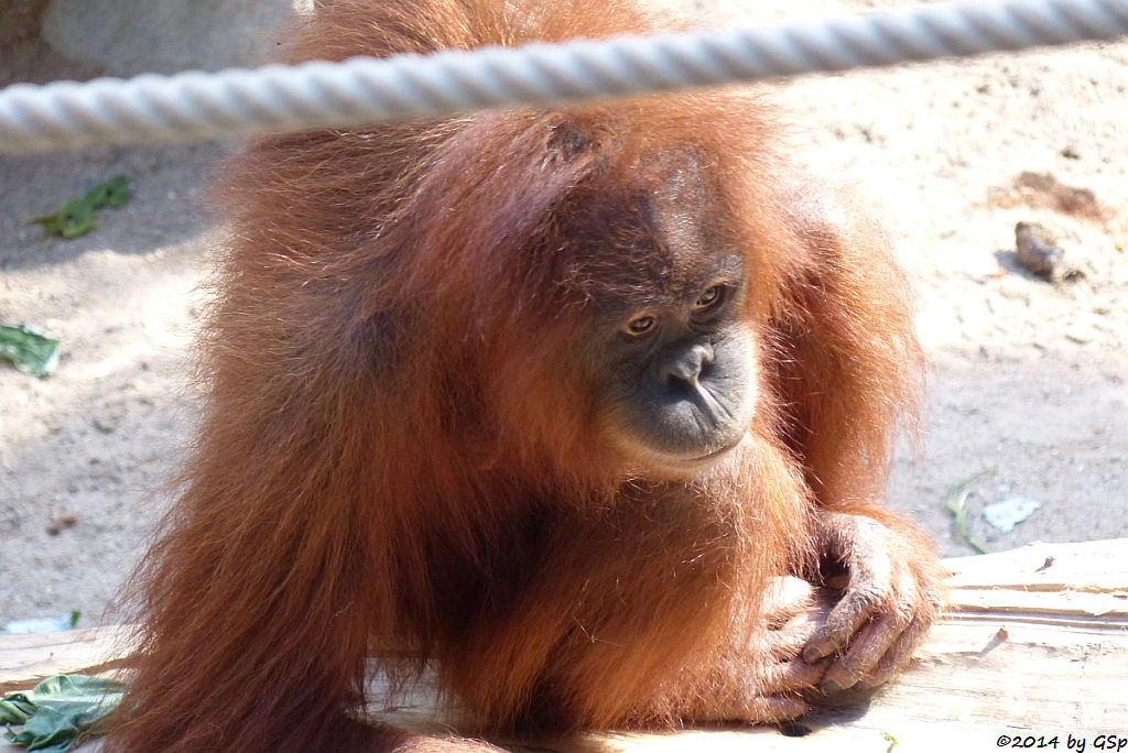 Sumatra-Orang-Utan