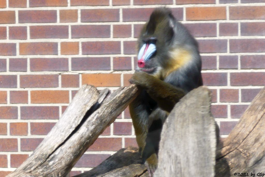 Mandrill