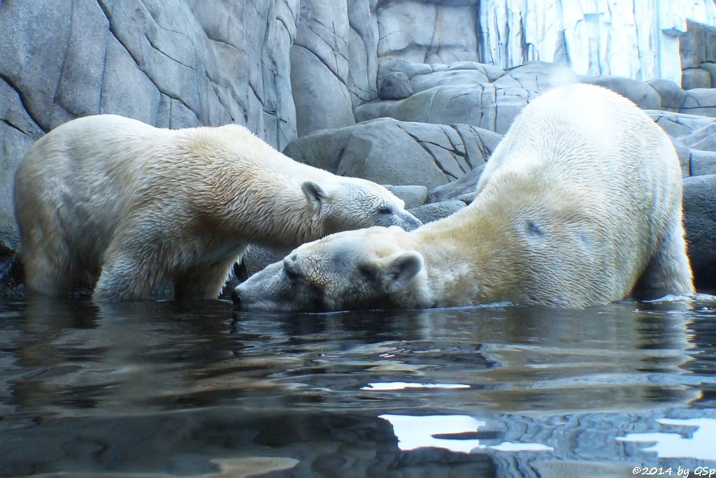 Eisbär VICTORIA und BLIZZARD