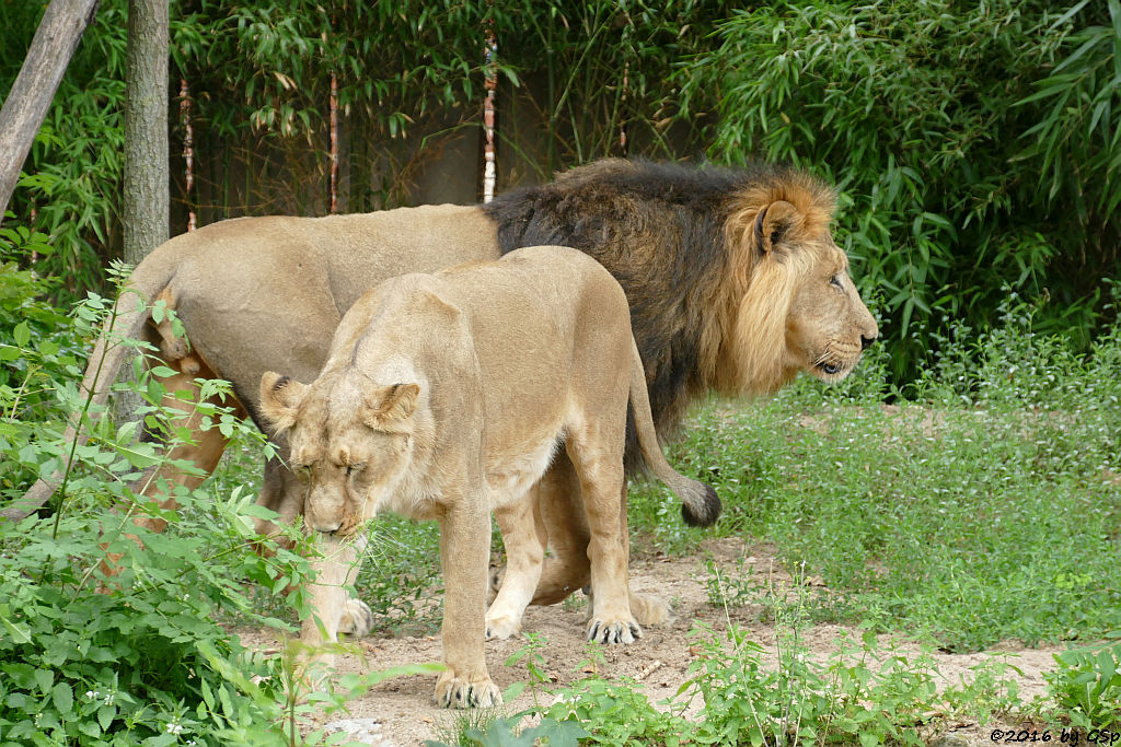 Indische Löwen ZARINA und KASCHI