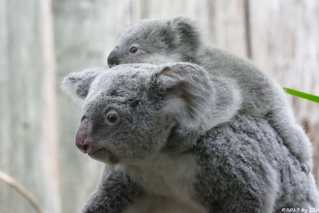 Queensland-Koala mit Jungtier RAMBOORA, geb. am 14.07.16 9 Mon. alt)