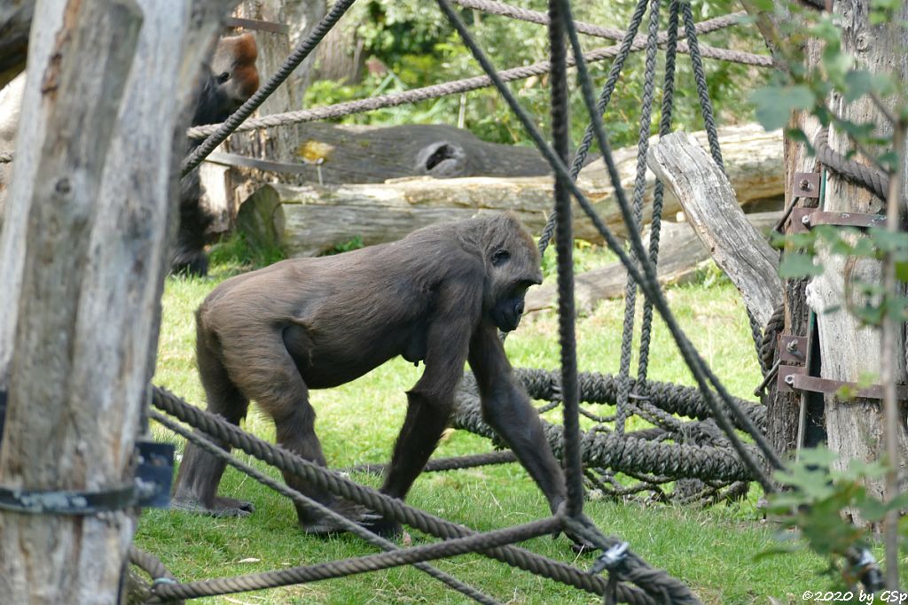 Westlicher Flachlandgorilla