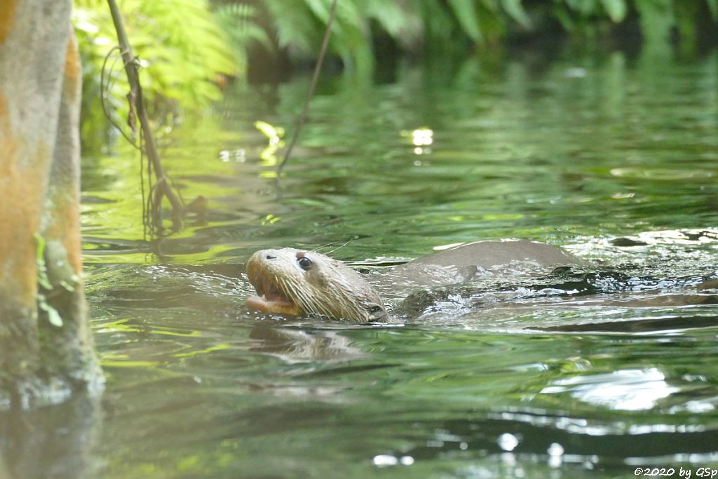 Riesenotter, 3 Jungtiere geb. 20.5.20