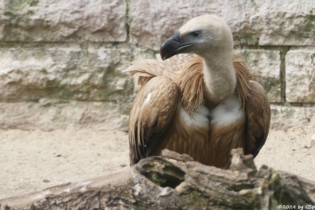 Zoo Halle: Westlicher Gänsegeier