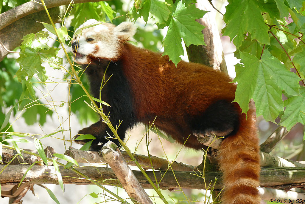  Kleiner Panda