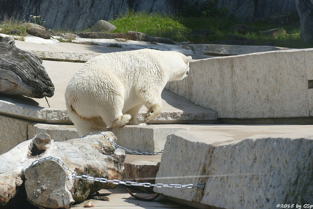 Eisbär