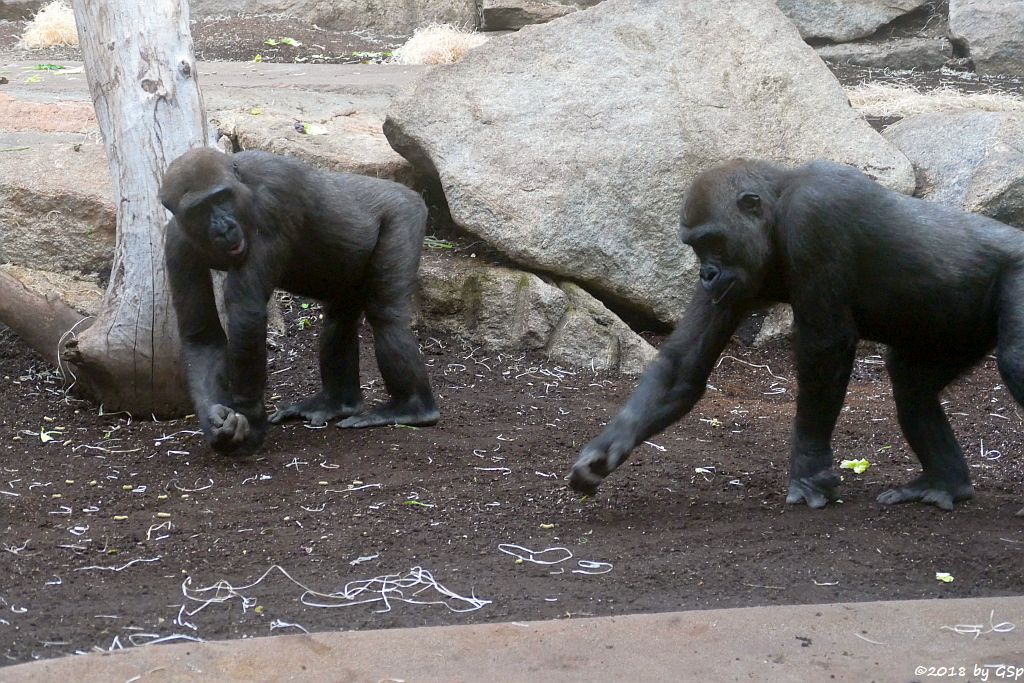 Flachlandgorilla