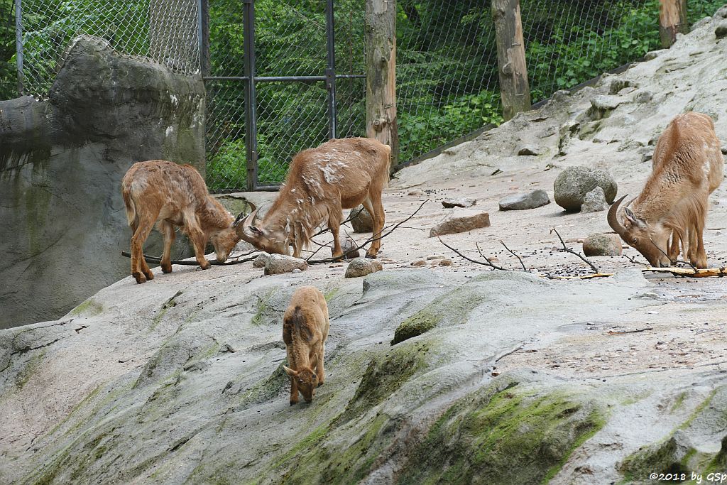 Mähnenspringer (Mähnenschaf)