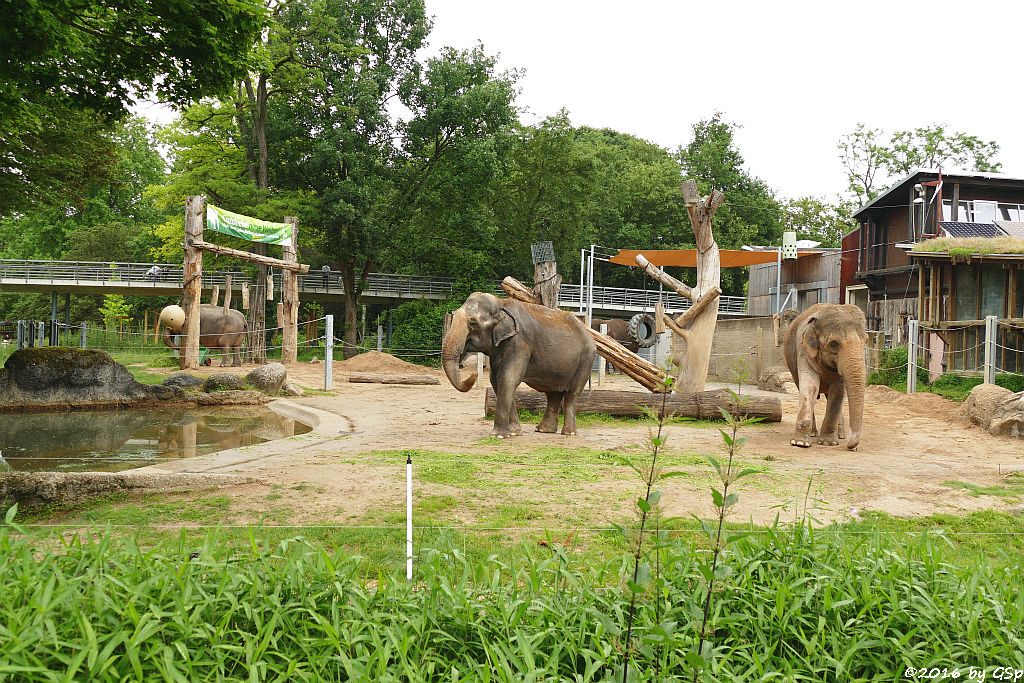 Asiatischer Elefant  NANDA, RANI, JENNY, SHANTI