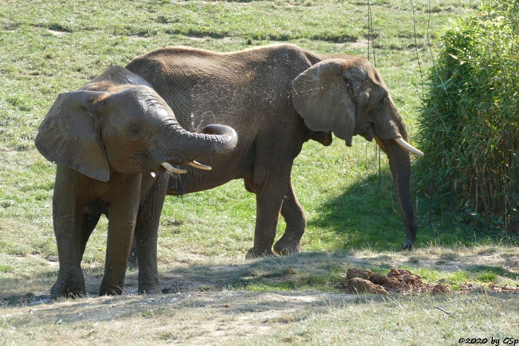 KARIBA, LILAK