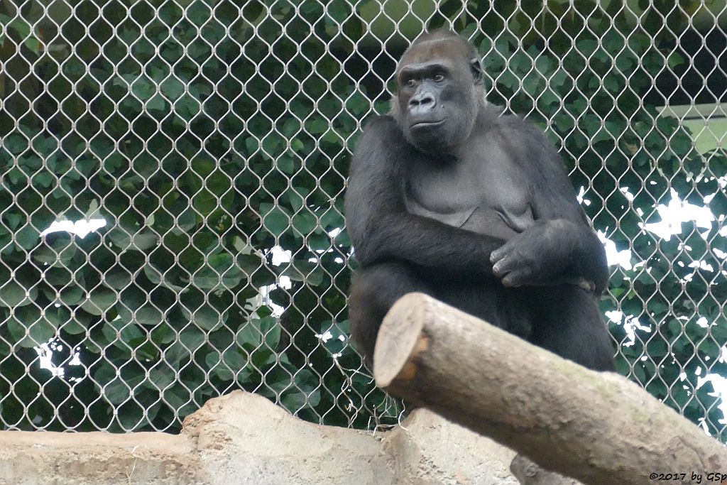 Flachlandgorilla REBECCA